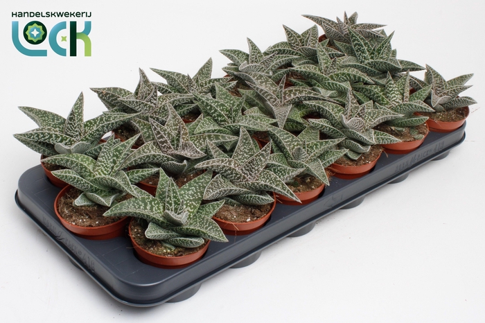 <h4>Gasteria Aveo</h4>