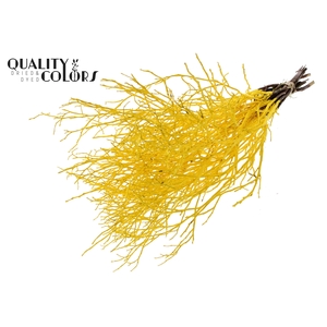 Huckelberry per bunch Yellow