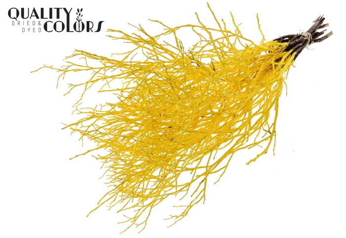 Huckelberry per bunch Yellow