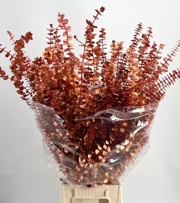 <h4>Euca Baby Blue Painted $Luxury Copper H%*</h4>