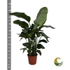 Strelitzia Nicolai 4pp