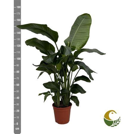 Strelitzia Nicolai 4pp