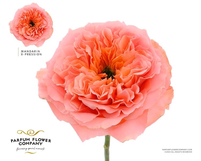 <h4>Rosa Garden Mandarin Xpression</h4>