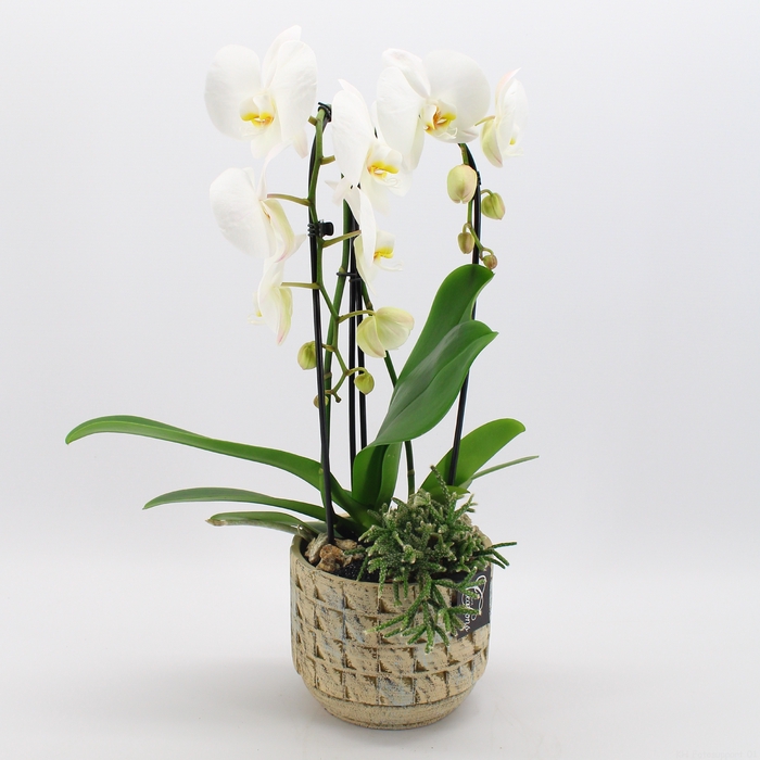 PHAL-2431W Phalaenopsis creatie