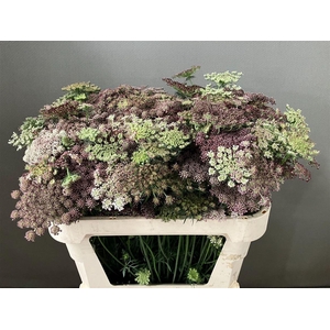 Daucus Carota Dara