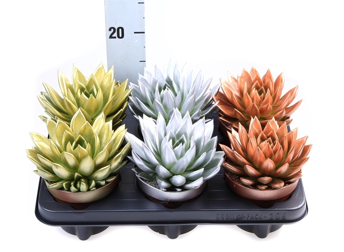 <h4>Echeveria  'Miranda'</h4>