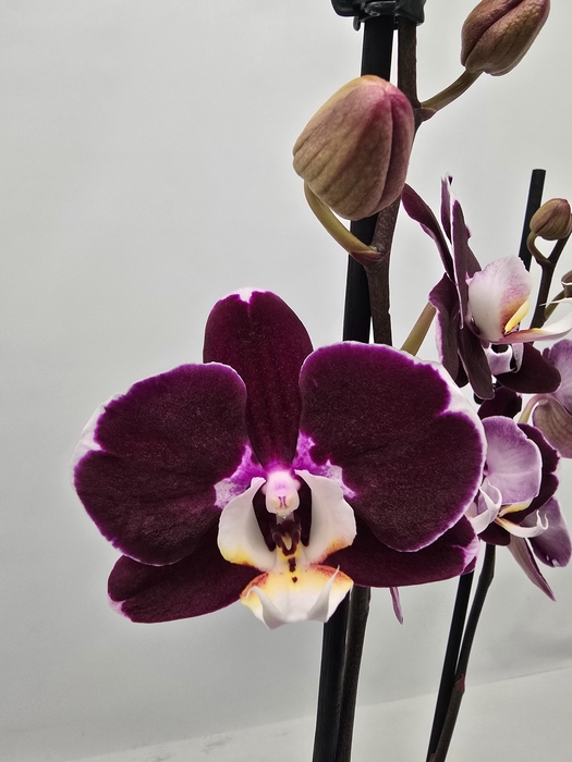 <h4>Limited 02 week 15</h4>