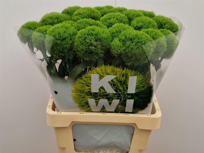 <h4>Di Barb Kiwi Mellow</h4>