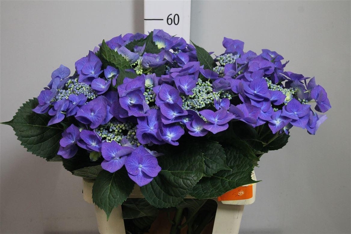 <h4>Hydr Ov Blauw</h4>