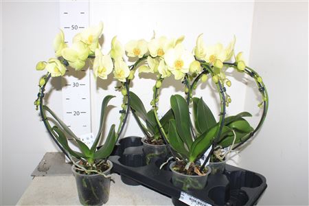 <h4>Phal El Cascade Mirror 2 Branches 16+</h4>