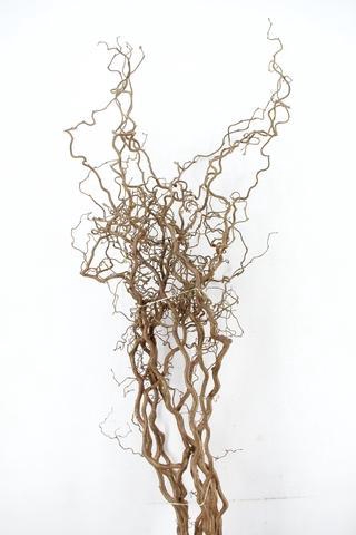 <h4>CORYL AV CONTORTA 2 JARIG 200CM</h4>