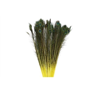 Feather Peacock L90-100 Natural Yellow