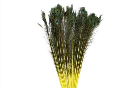 <h4>Feather Peacock L90-100 Natural Yellow</h4>