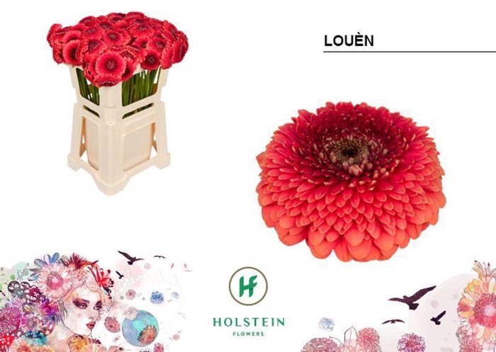 <h4>GERBERA LOU?N</h4>