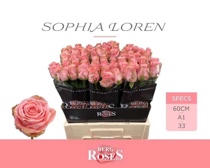 <h4>ROSA GR 'SOPHIA LOREN'</h4>