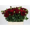 Dahlia Cognac Brandy