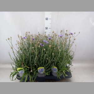Catananche caerulea   ...