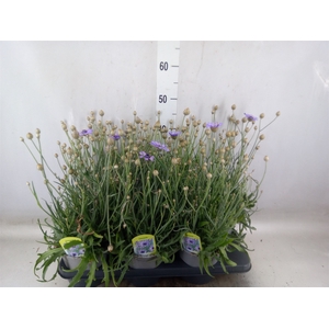 Catananche caerulea   ...