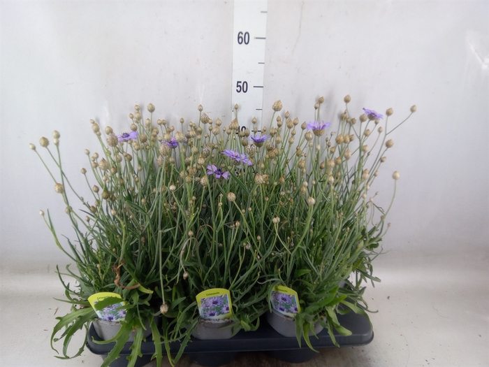 <h4>Catananche caerulea   ...</h4>
