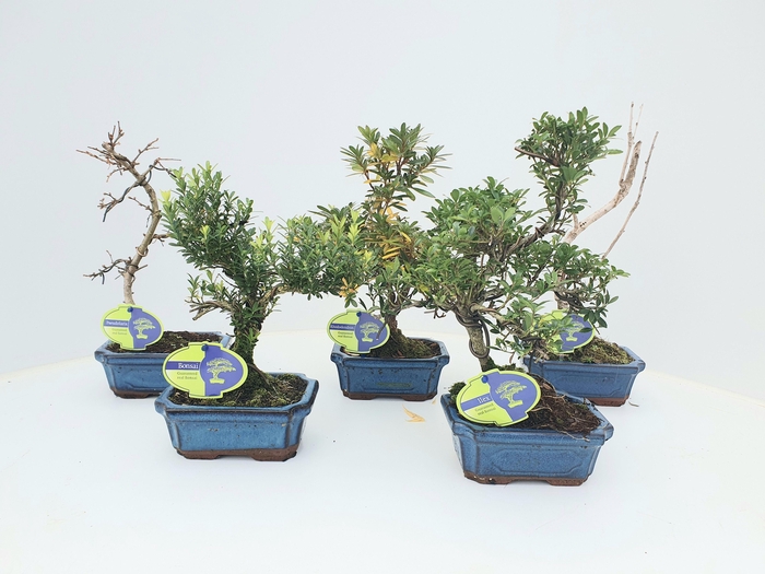 <h4>Bonsai mix outdoor, 15 cm., shape, without drip tray - Partly without leaves during winter</h4>