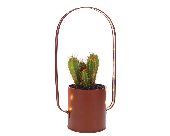 <h4>Led planter zink boog Cactus</h4>