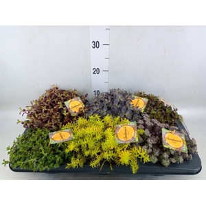 Sedum   ...mix