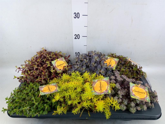 <h4>Sedum   ...mix</h4>