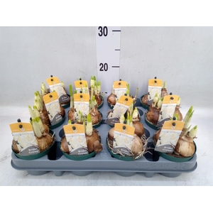 Narcissus DU 'Bridal Crown'