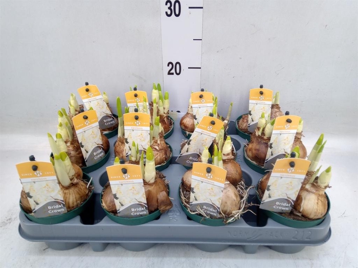 <h4>Narcissus DU 'Bridal Crown'</h4>