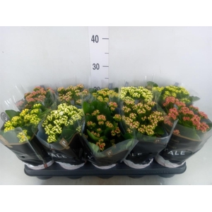 Kalanchoe blos. 'RoyalDon'   ..mix