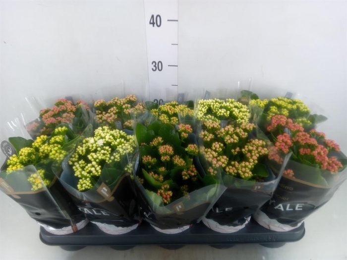<h4>Kalanchoe blos. 'RoyalDon'   ..mix</h4>