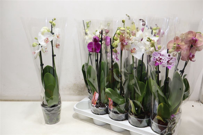 <h4>Phal Gem</h4>