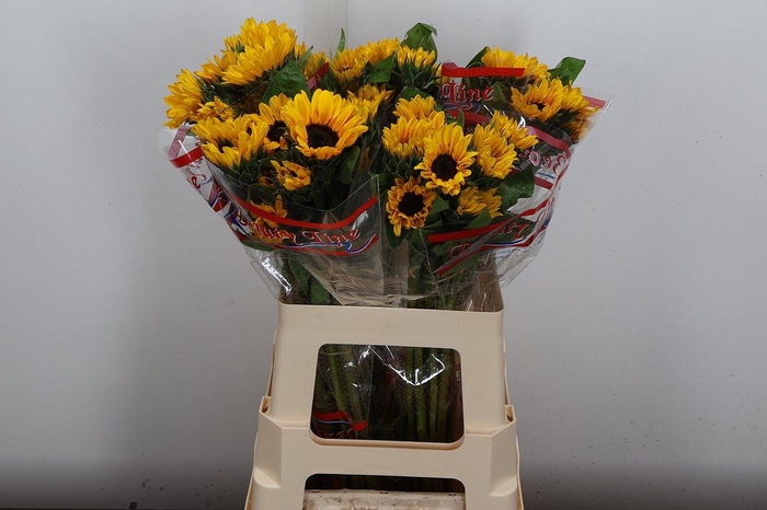 <h4>Heli Sunova</h4>