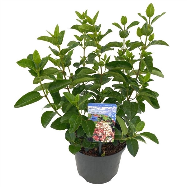Viburnum tinus 'Lisa Rose' C5