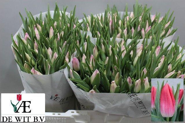 <h4>TU EN BOLROYAL PINK</h4>