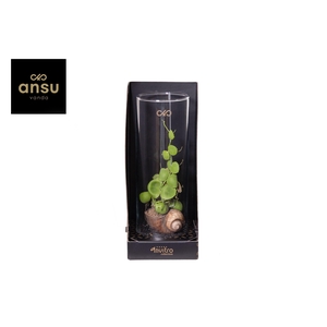 Invitro Collection - Dischidia