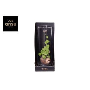 Invitro Collection - Dischidia (in klein fust)