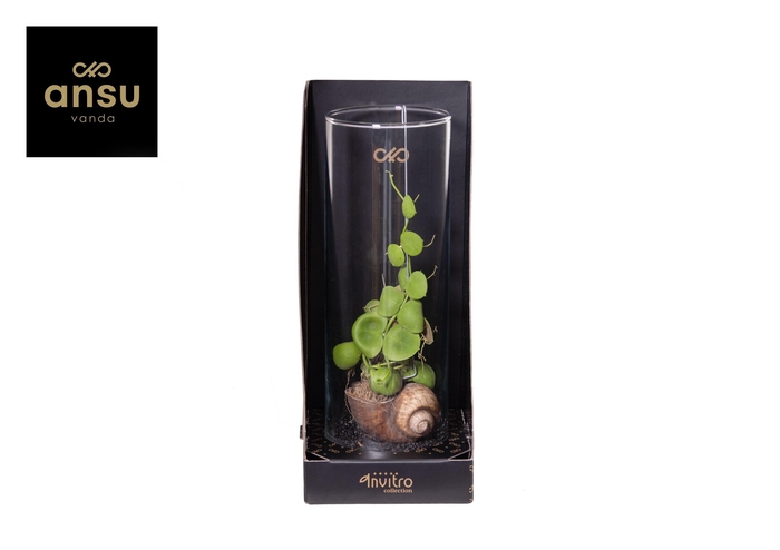 <h4>Invitro Collection - Dischidia (in klein fust)</h4>