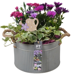 PTPP6892 Arrangement Patio in metalen schaal