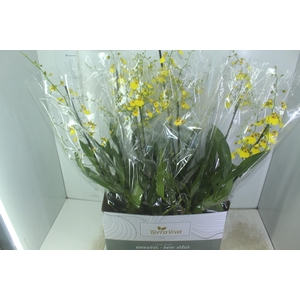 ONCIDIUM ALOHA P15