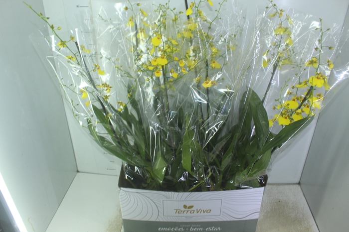 <h4>ONCIDIUM ALOHA P15</h4>