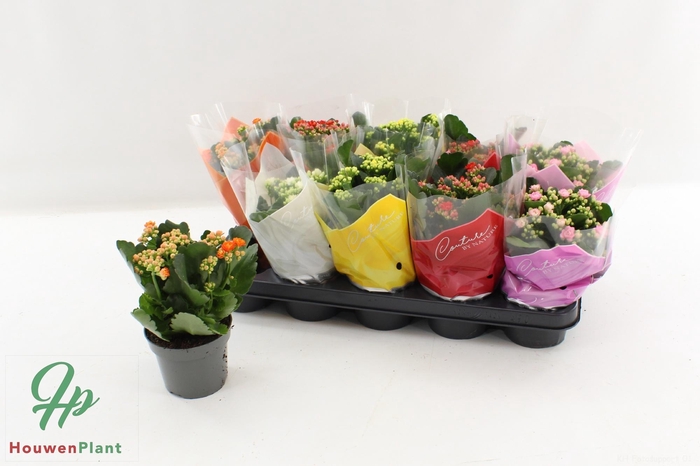 <h4>KAL GE GEM 5 KL</h4>