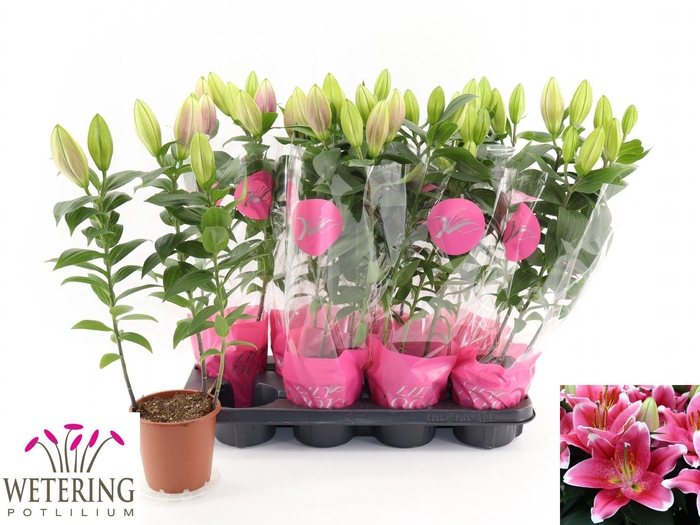 <h4>LIL OR SUNNY ROBYN</h4>