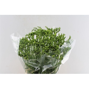 Fr En Ambassador White