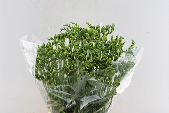 <h4>Fr En Ambassador White</h4>