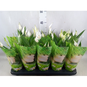 Spathiphyllum  'Alana'