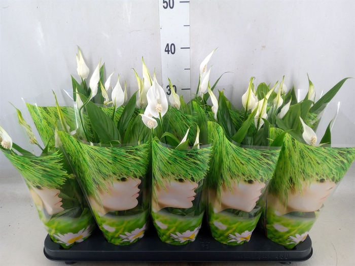 <h4>Spathiphyllum  'Alana'</h4>