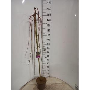 SALIX CAP KILMARNOCK