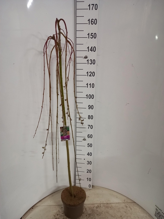 <h4>SALIX CAP KILMARNOCK</h4>