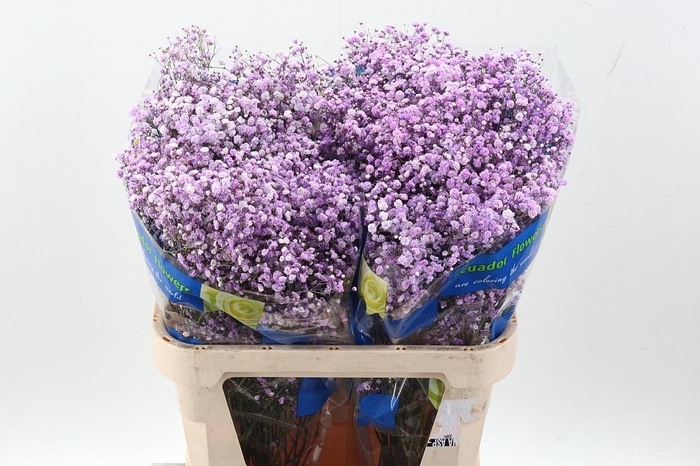<h4>Gy Xlence Light Purple Tinted 40gr</h4>